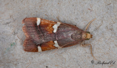 Kungligt ljusmott (Pyralis regalis)