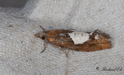 Frnderlig rullvecklare - Variable Bell (Epinotia solandriana)