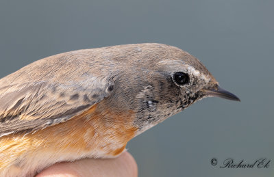 Rödstjärt - Redstart (Phoenicurus phoenicurus)