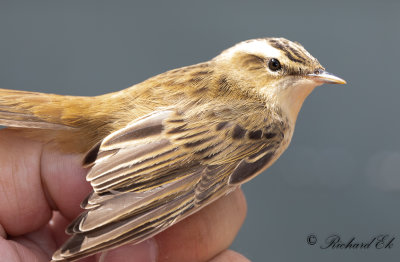 Sävsångare - Sedge Warbler (Acrocephalus schoenobaenus)