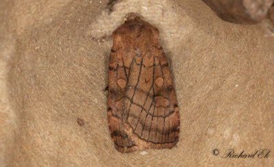 Tvrlinjerat jordfly - Six-striped Rustic (Xestia sexstrigata) 