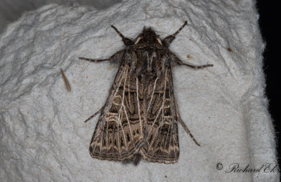Vitribbat fltfly - Feathered Gothic (Tholera decimalis) 