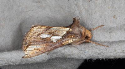 Gulbrunt metallfly - Gold Spot (Plusia festucae)