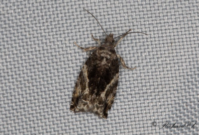 Mngformig aspvecklare (Epinotia nisella) 