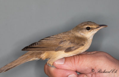 Trastsångare - Great Reed Warbler (Acrocephalus arundinaceus)