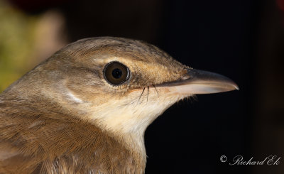 Trastsångare - Great Reed Warbler (Acrocephalus arundinaceus)