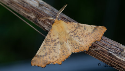 Hstflikmtare - Large Thorn (Ennomos autumnaria)