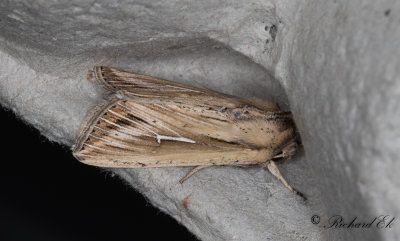 L-tecknat grsfly - L-album Wainscot (Mythimna l-album) 