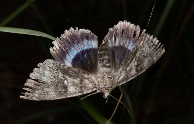 Blbandat ordensfly - Blue Underwing (Catocala fraxini)