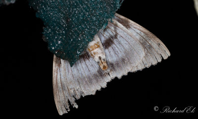 Blbandat ordensfly - Blue Underwing (Catocala fraxini)