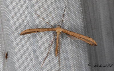 kervindefjdermott - Morning-glory plume moth (Emmelina monodactyla)