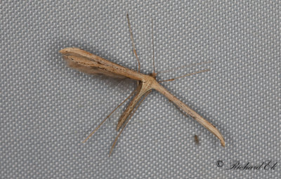 kervindefjdermott - Morning-glory plume moth (Emmelina monodactyla)