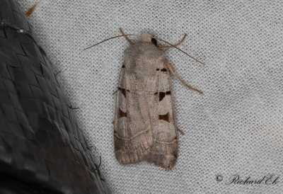 Ljusgrtt jordfly - Autumnal Rustic (Eugnorisma glareosa)