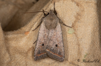 Rdstreckat backfly - Red-line Quaker (Agrochola lota) 