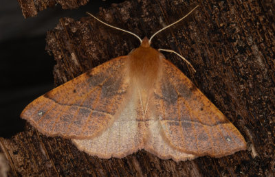 Spinnarmtare - Feathered Thorn (Colotois pennaria) 