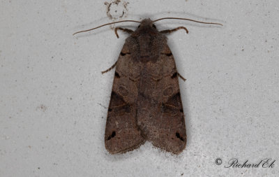 Kantflckigt backfly - Brown-spot Pinion (Agrochola litura)