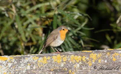 Rödhake - European Robin (Erithacus rubecula)
