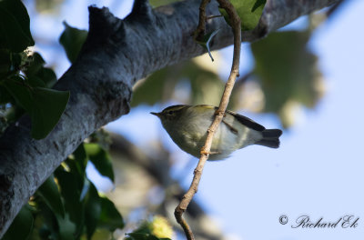 Taigasngare - Yellow-browed Warbler (Phylloscopus inornatus)