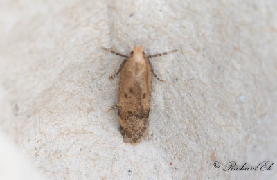 Malvemal - Hollyhock Seed Moth (Pexicopia malvella)