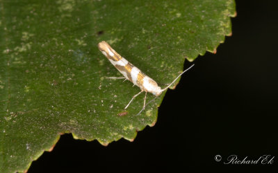 Alhngemal (Argyresthia goedartella)