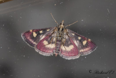Purpurljusmott (Pyrausta purpuralis)