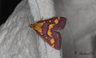 Purpurljusmott (Pyrausta purpuralis)