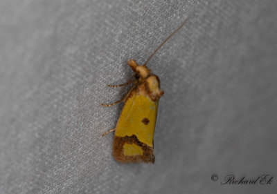 Klintgulvecklare (Agapeta zoegana)