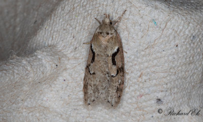 Rnnvrmal - Dawn Flat-body (Semioscopis steinkellneriana)