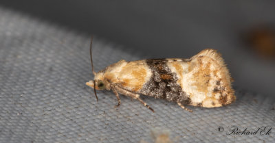 Brakvedsblomvecklare - Vine Moth (Eupoecilia ambiguella)