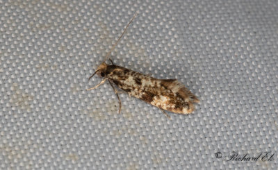 Vedsvampmal - Cork Moth (Nemapogon cloacellus)