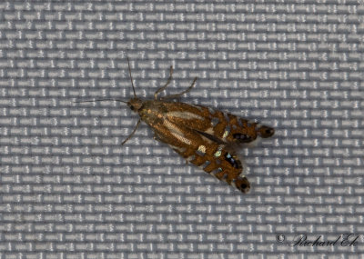 Hakmalar (Glyphipterigidae)