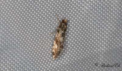 Vedsvampmal - Cork Moth (Nemapogon cloacellus)
