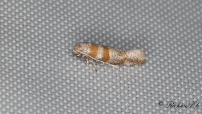 Strre tallbarrsmal (Cedestis gysseleniella)