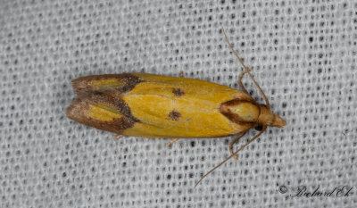 Klintgulvecklare (Agapeta zoegana)