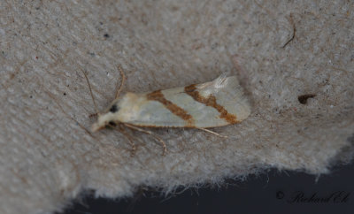 Morotsblomvecklare - Long-barred Yellow Conch (Aethes francillana)