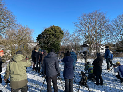 Barn Owl - Twitchers