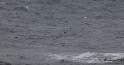Alkekung - Little Auk (Alle alle)
