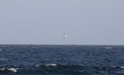 Tretåig mås - Black-legged Kittiwake (Rissa tridactyla)
