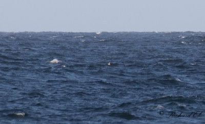 Lunnefågel - Atlantic Puffin (Fratercula arctica)