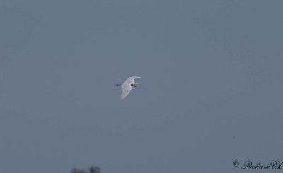 gretthger - Great Egret (Egretta alba)