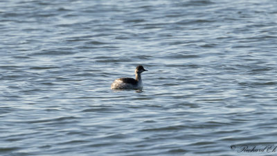 Svarthalsad dopping - Black-eared Grebe (Podiceps nigricollis)