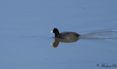 Sothna - Eurasian Coot (Fulica atra)