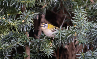 Brandkronad Kungsfågel - Firecrest (Regulus ignicapillus)