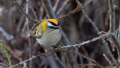 Brandkronad Kungsfågel - Firecrest (Regulus ignicapillus)