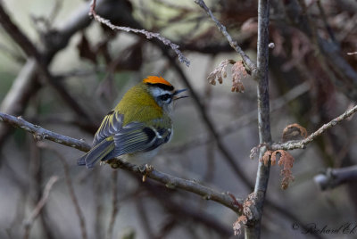 Brandkronad Kungsfågel - Firecrest (Regulus ignicapillus)