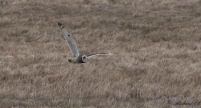 Jorduggla - Short-eared Owl (Asio flammeus)