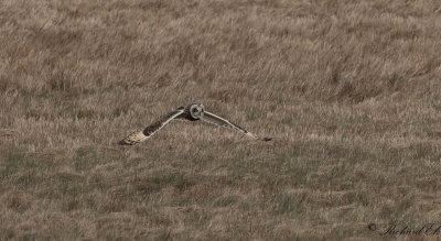 Jorduggla - Short-eared Owl (Asio flammeus)