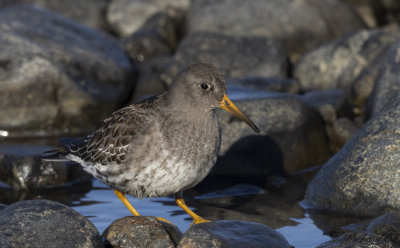 Skrsnppa - Purple Sandpiper (Calidris maritima)