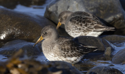 Skrsnppa - Purple Sandpiper (Calidris maritima)