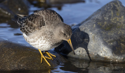 Skrsnppa - Purple Sandpiper (Calidris maritima)